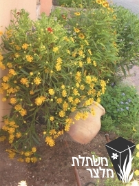 הלניון - Helenium