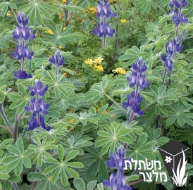 תורמוס - Lupinus