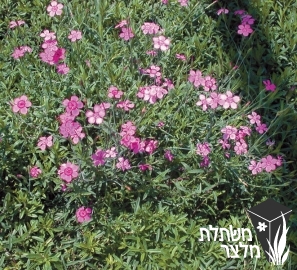 ציפורן - Dianthus