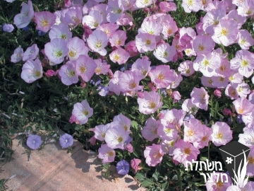 נר-לילה - Oenothera