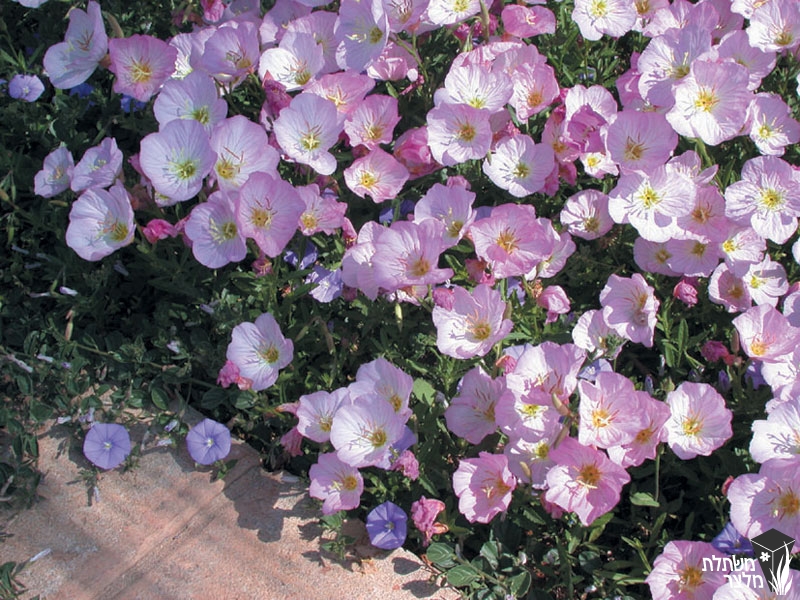 cloth demand sufficient נר-לילה - Oenothera - משתלות מלצר, משתלה לצמחים רב שנתיים,שיחים,סוקולנטים, עונתיים, מטפסים, תבלינים וירקות צמחים לגינה, משתלות בשרון cloth demand sufficient נר-לילה - Oenothera - משתלות מלצר, משתלה לצמחים רב שנתיים,שיחים,סוקולנטים, עונתיים, מטפסים, תבלינים וירקות צמחים לגינה, משתלות בשרון