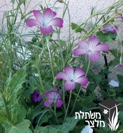 אגרוסטמה - Agrostema