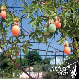 שעונית - Passiflora