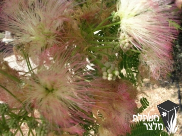 אלביציה - Albizzia