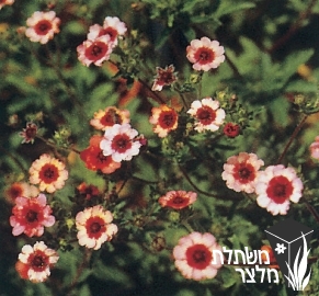 חמשן - Potentilla