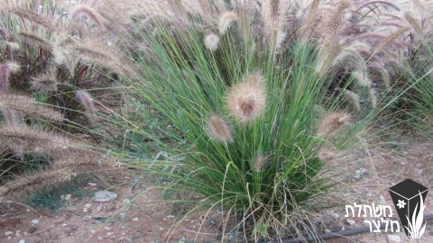 זיף-נוצה - Pennisetum