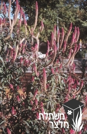 צלוסיה - Celosia