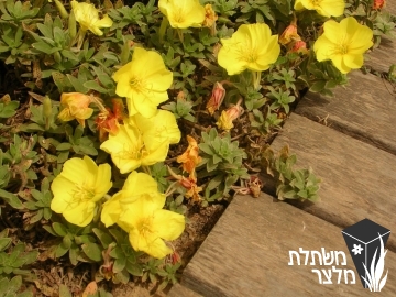 נר-לילה - Oenothera