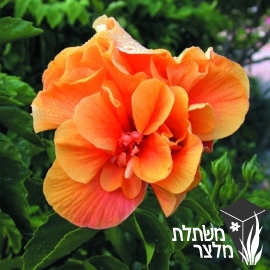 היביסקוס - Hibiscus