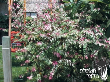 בראיניה - Breynia