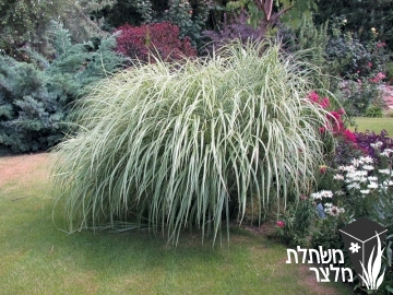 מיסקנתוס - Miscanthus