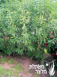 מיאופורון - Myoporum
