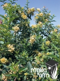 צסטרום - Cestrum