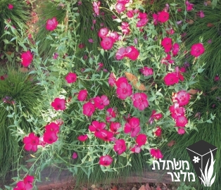 פשתה - Linum