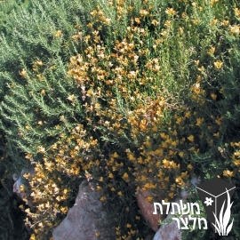 מונופסיס - Monopsis