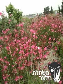 גאורה - Gaura