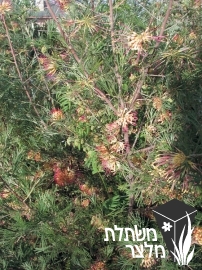 גרווילאה - Grevillea