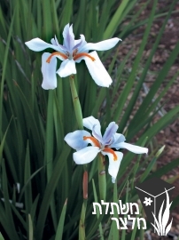 דיאטס - Dietes