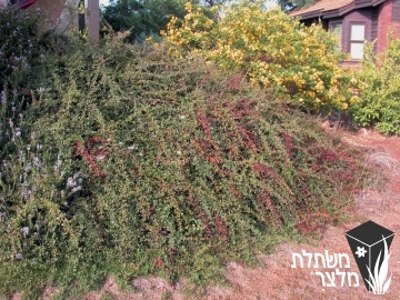 חבושית - Cotoneaster