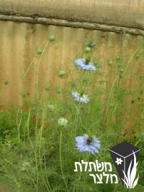 קצח - Nigella