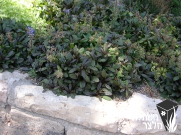 חד-שפה - Ajuga