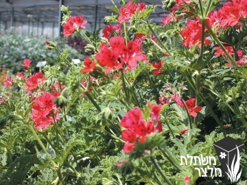 פלרגון - Pelargonium