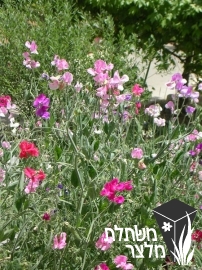 טופח - Lathyrus