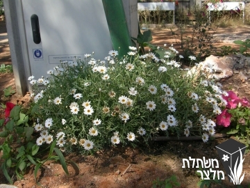 חרצית - Chrysanthemum