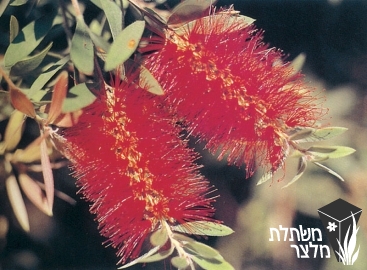 קליסטמון - Callistemon