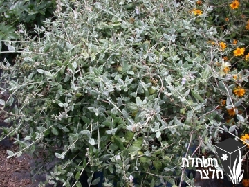 געדה - Teucrium