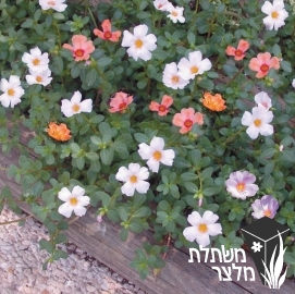 רגלה - Portulaca