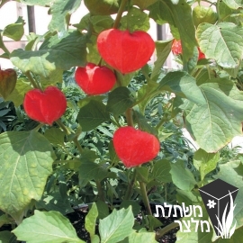 בוען - Physalis