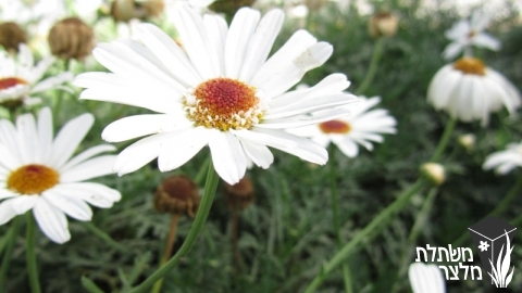 חרצית - Chrysanthemum