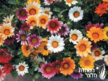 גזניה - Gazania