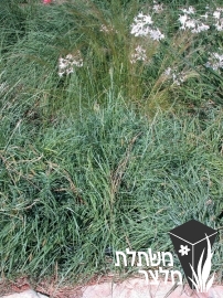 כריך - Carex