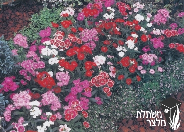 ציפורן - Dianthus