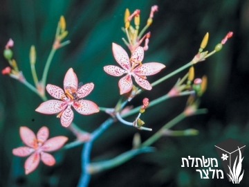 בלמקנדה - Belamcanda