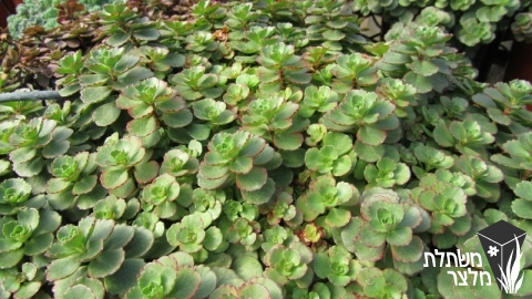 צורית - Sedum