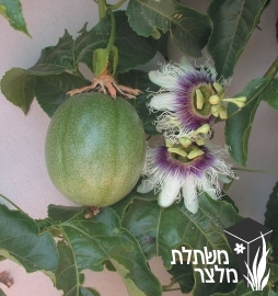 שעונית - Passiflora