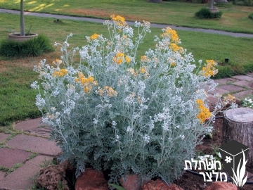 סביון - Senecio