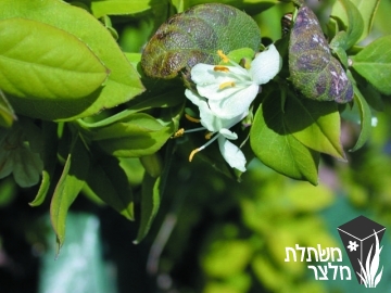 יערה - Lonicera