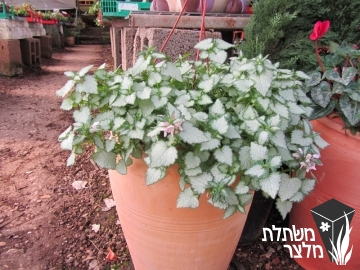 נזמית (למיום) - Lamium (lamiasterum)