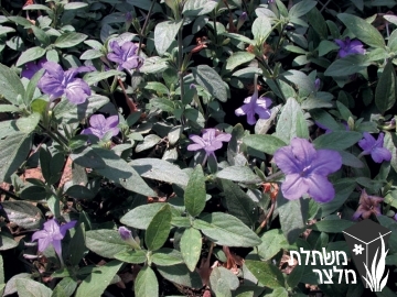 רואליה - Ruellia