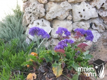 עדעד - Limonium