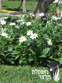 מרגרטה - Chrysanthemum