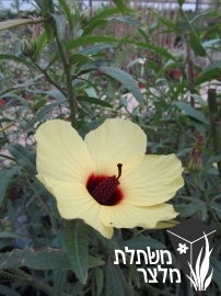 היביסקוס - Hibiscus