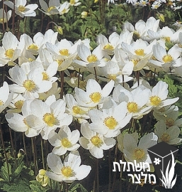 כלנית - Anemone