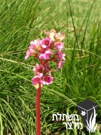 ברגניה - Bergenia