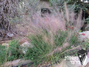 מולנברגיה - Muhlenbergia