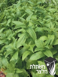 נענה - Mentha